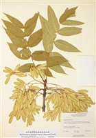藏品(黑梣)的圖片